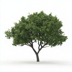 Obraz premium A detailed view of a tree against a clean white backdrop.