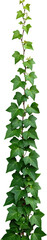 Obraz premium Lush Green Ivy Vine Climbing Plant Natural Foliage Vertical Texture Isolated Background