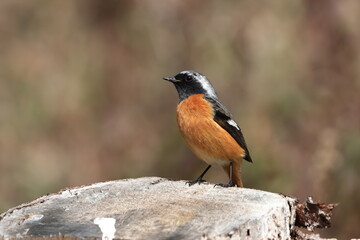 Daurian Redstart relaxing just before migrating to the northern country of the breeding ground