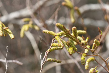 Oobayashabushi relatives of Japanese green alder began to show leaf buds and inflorescences