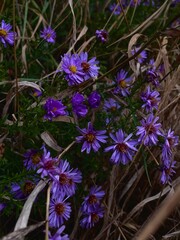 purple flowers in the garden