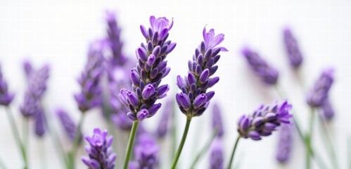 Obraz premium Beautiful lavender blossoms in soft focus. Perfect for wellness, aromatherapy, or home decor themes, bringing a sense of calm and natural beauty.