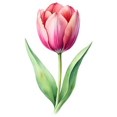 Fototapeta premium elegant watercolor of pink tulip isolated on transparent background.