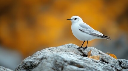 Obraz premium White bird on rock with autumn foliage background