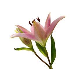 Obraz premium Beautiful Lily flower isolate on white 