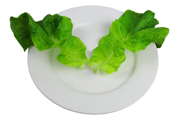 organic green lettuce plant on white plate in transparent background