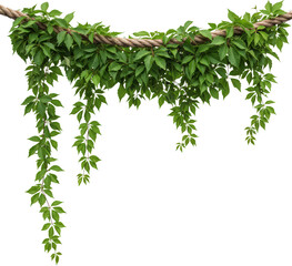 Obraz premium Lush green vine garland hanging from rope isolated transparent background perfect for design