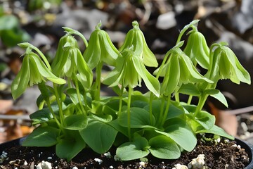 Obraz premium Vibrant Green Clematis Blooming in Pot, Spring Flowers