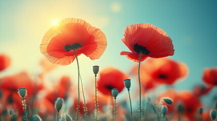 Fototapeta premium Bright red poppies stand tall in a lush field, illuminated by sunlight. The vibrant flowers showcase their petals while buds surround them, creating a picturesque spring atmosphere