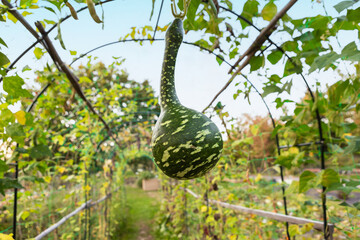 Unique gourd hangs in a vibrant garden during the golden hours of late afternoon