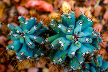Cereus peruvianus monstrose cactus
