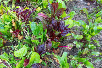 Colorful leafy greens thriving in a garden during the summer season