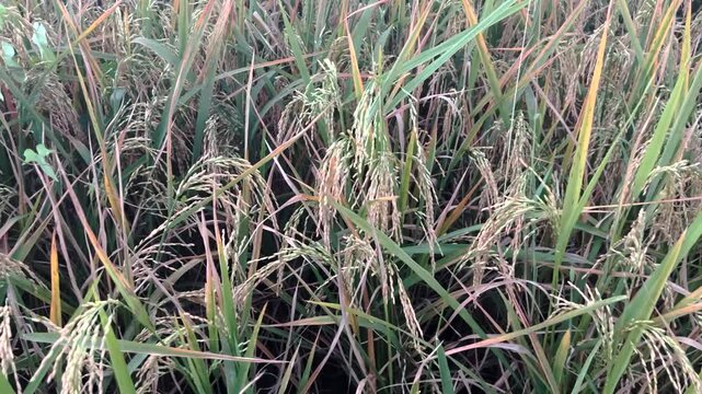 Ricefield
