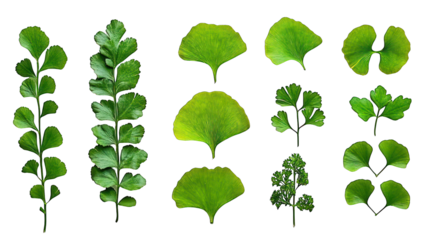 Lush green leaves of varied shape against a black backdrop, botanical arrangement