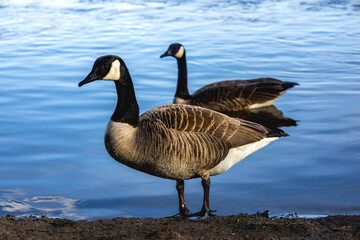 Two ducks gracefully glide across the calm waters of a river, their smooth movements creating gentle ripples that reflect the soft light of the surrounding landscape. The ducks are perfectly mirrored 