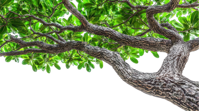 Low angle view of a branchy tree with vivid, green leaves against dark