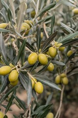 Closeup Green Olives on Branch Olive Tree