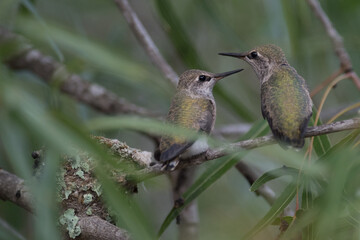 Humming bird fledgelings resting on a tree branch after leaving the nest