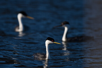Three Western Grebes swimming together on Lake Hodges during spring courtship