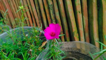 beautiful red flowers in a garden