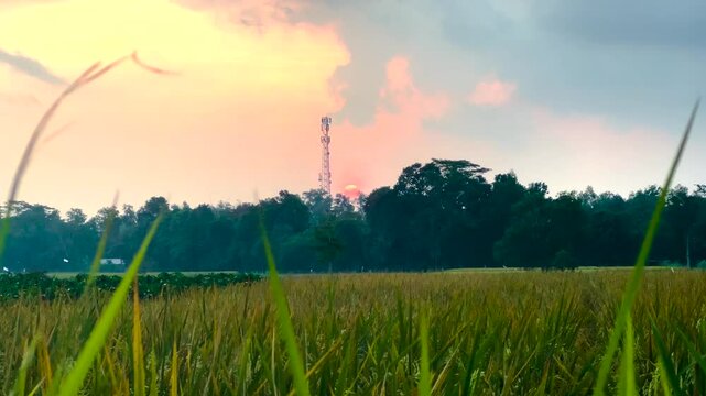 Ricefield