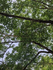 tropical forest with green trees
