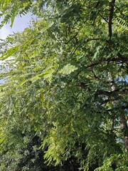 tropical forest with green trees