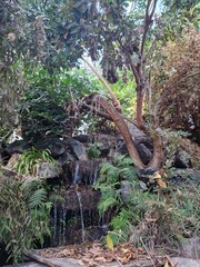 tropical forest with green trees