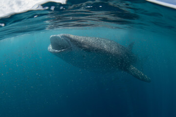 Naklejka premium A large, filter-feeding whale shark, Rhincodon typus, slowly swims in shallow water near Gorontolo, Indonesia. This beautiful, tropical shark is considered an endangered species.