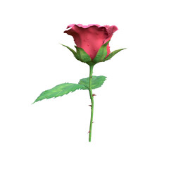 Realistic Wet Red Rose Flower