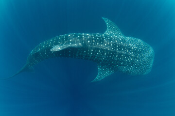 A large, filter-feeding whale shark, Rhincodon typus, slowly swims in shallow water near Gorontolo,...
