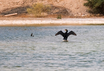 Great Cormorant (Phalacrocorax carbo) and collared sand martin (Riparia riparia)