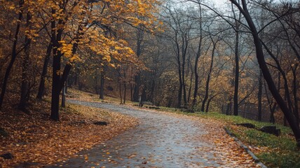 Obraz premium Rainy Autumn Day Path Through Forest With Yellow and Brown Leaves