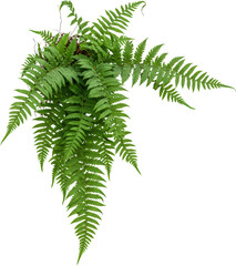 Lush Green Fern Fronds Vibrant Foliage Natural Plant Detailed Texture Botanical Image