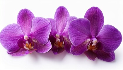 Obraz premium purple orchids isolated on a white background