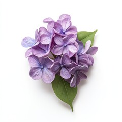 Vibrant purple flowers with green leaves on a bright white background.