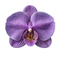 Vivid Purple Orchid Blossom: Exotic Floral Beauty in Nature Close-Up