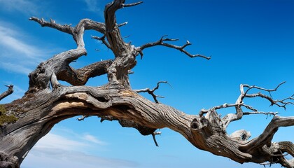 a branch of an old tree with a blue sky background