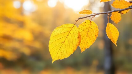 Obraz premium Yellow Autumn Leaves with Red Dots on Branch