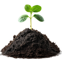 Eco-Friendly Gardening: Young Seedlings Sprouting in Organic Soil for Sustainable Growth