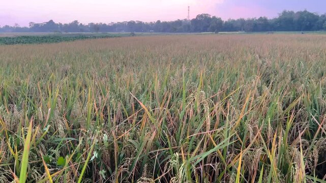 Ricefield