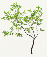 Sparse tamarind tree with delicate green leaves on thin branches