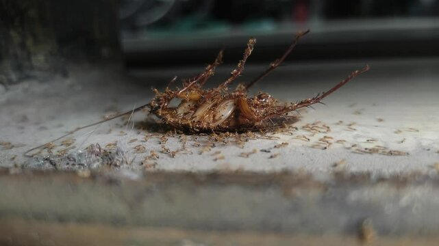 Dead cockroach surrounded by ants. Insect scavengers feeding on a roach carcass.