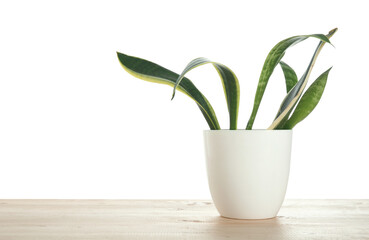 Beautiful sansevieria in flowerpot on light wooden table against white background