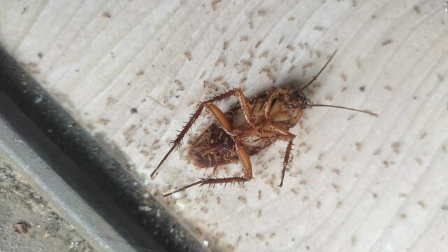 Dead cockroach surrounded by ants. Insect scavengers feeding on a roach carcass.