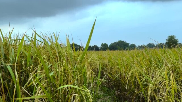 Ricefield