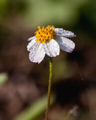 Flor blanca al amanecer