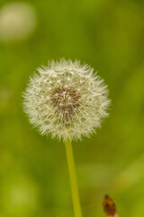Diente de leon  que sopla el viento