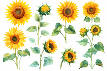 Obraz premium Sunshine Symphony: A Vibrant Watercolor Illustration of Sunflowers in Various Stages of Bloom