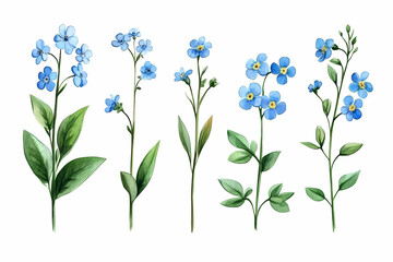 Watercolor Forget-Me-Nots: A vibrant watercolor illustration showcases an array of delicate forget-me-not flowers, each stem a testament to the beauty of nature's details.